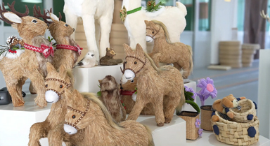 鴻觀︱小蒲草有了“鈔”能力